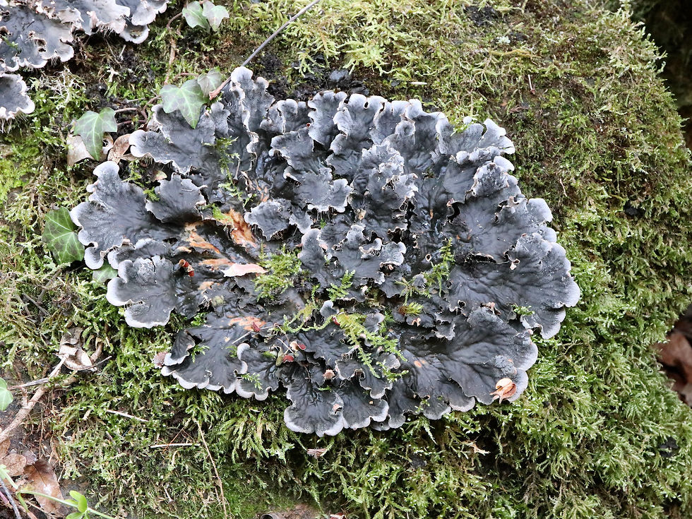 Peltigera canina