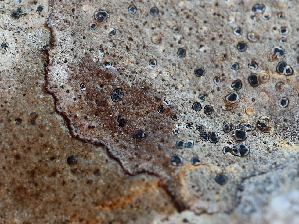 Pyrenodesmia albopruinosa