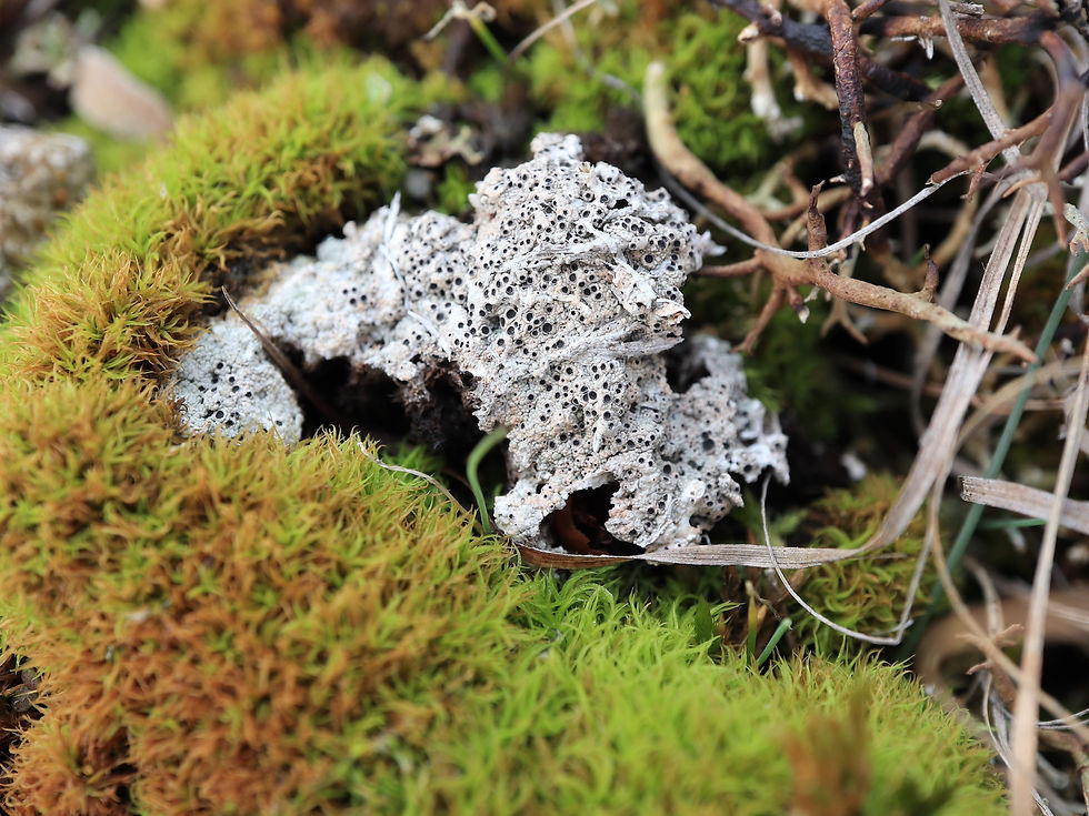 Diploschistes muscorum sur Tortella tortuosa