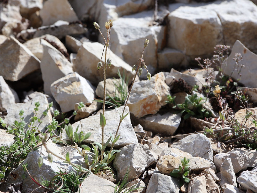 Holosteum breistrofferi