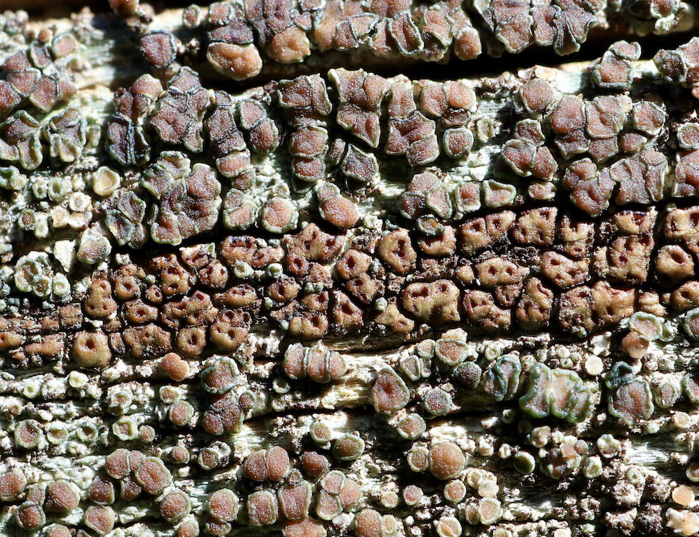 Acarospora similis
