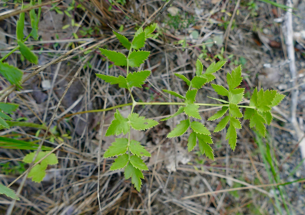 Cervaria rivinii