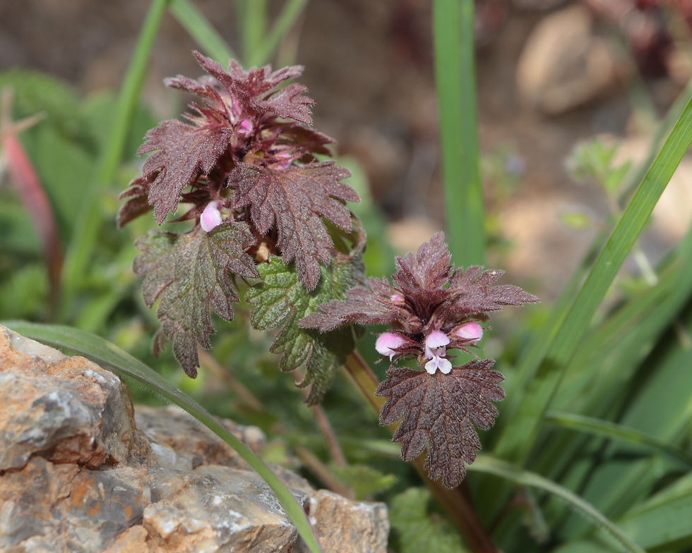 Lamium hybridum