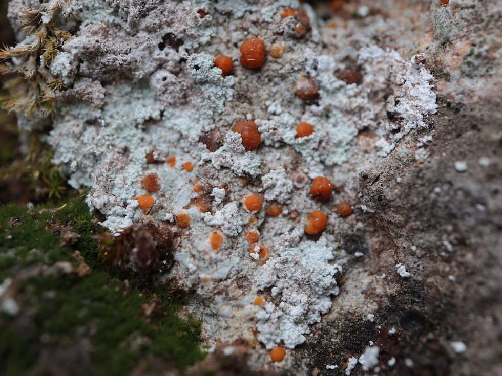 Protoblastenia calva var. sanguinea