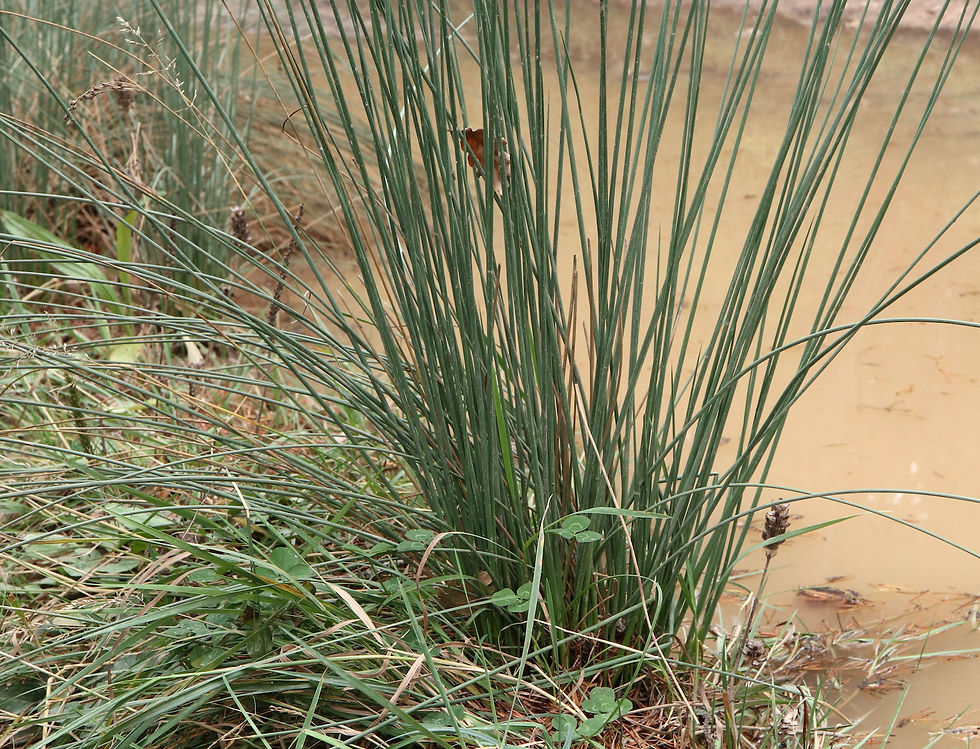 Juncus inflexus