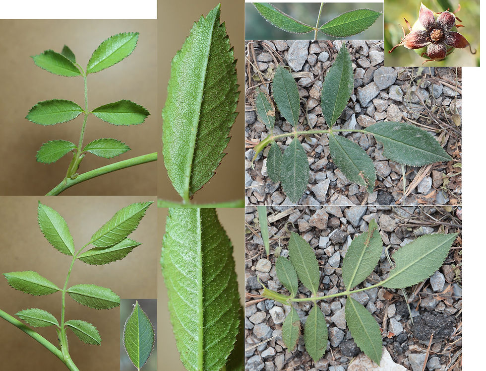 Rosa vestitae villosa