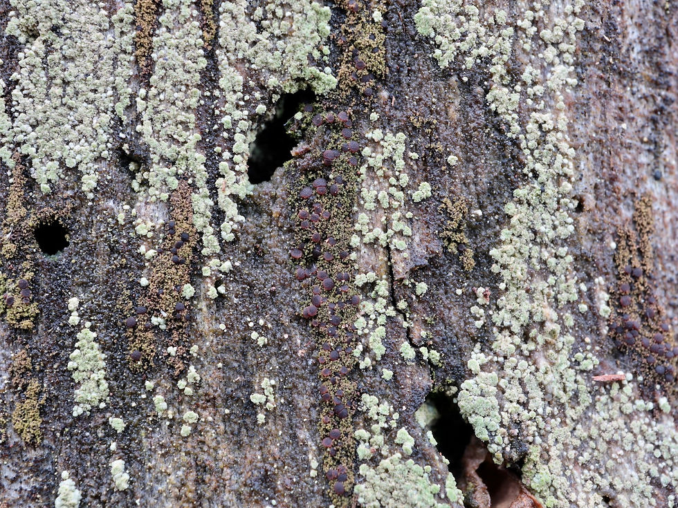 Placynthiella icmalea avec Lecanora expallens