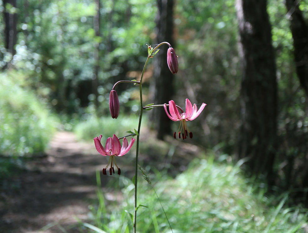 Lilium martagon