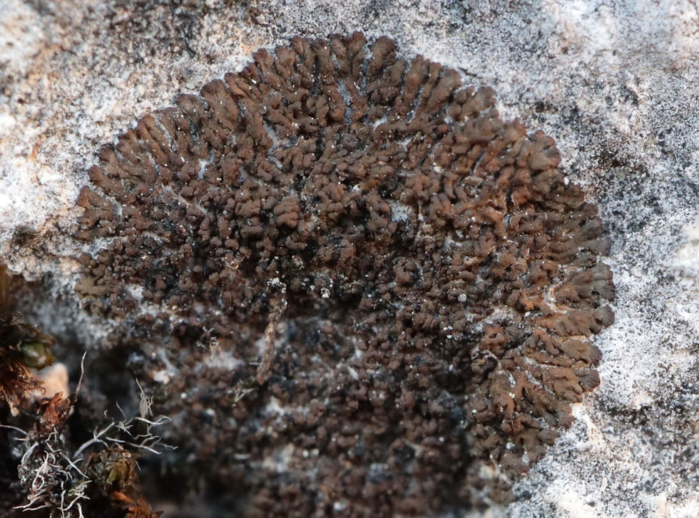 Placynthium subradiatum