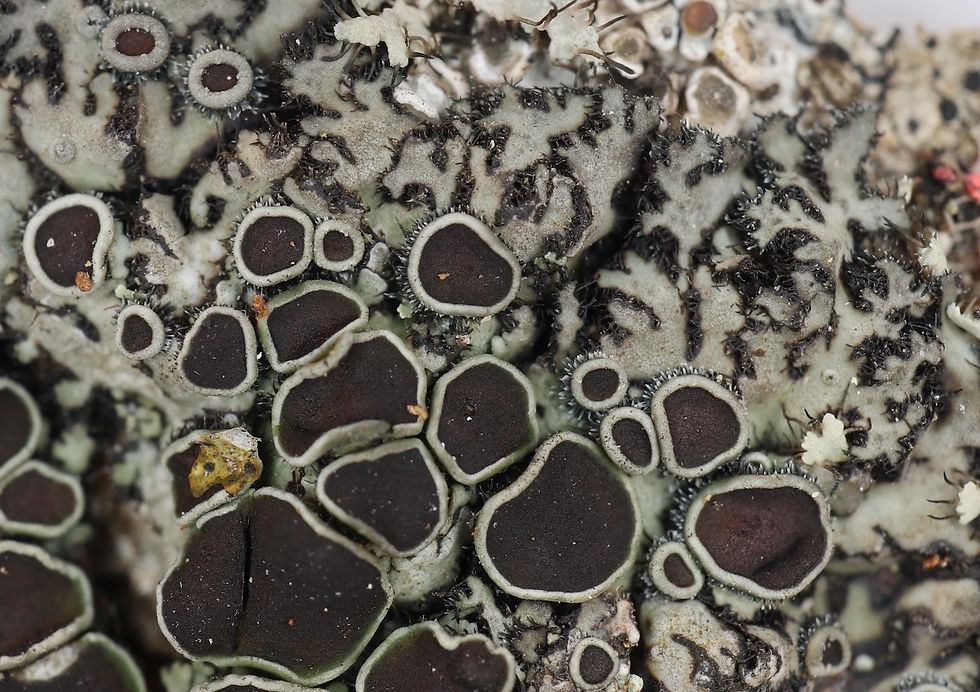 Phaeophyscia ciliata Fraxinus