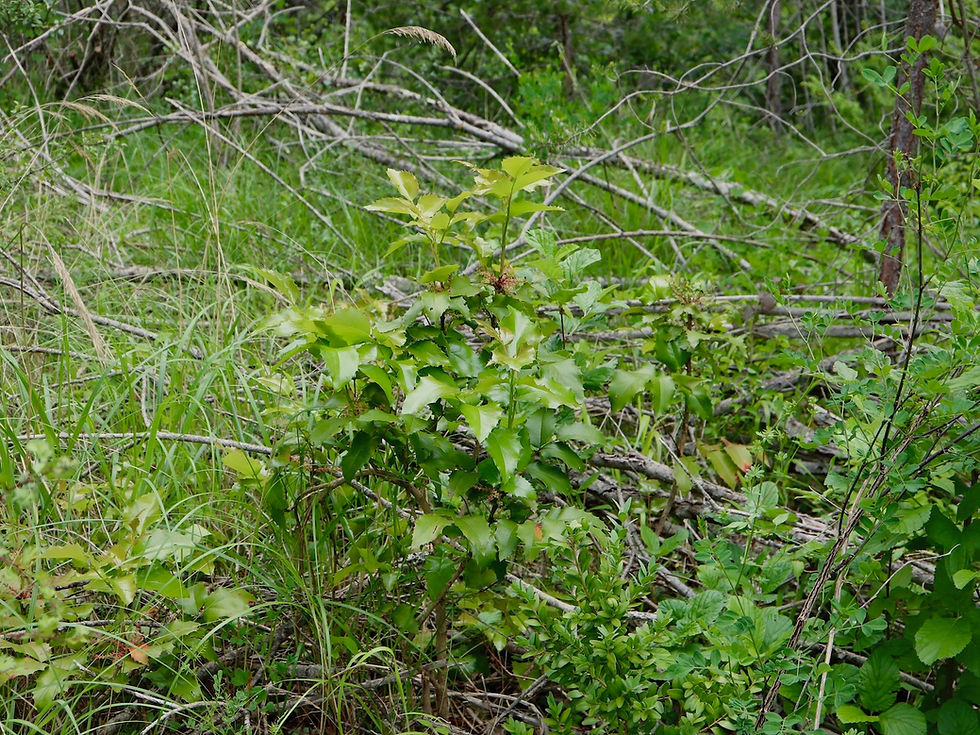 Berberis aquifolium