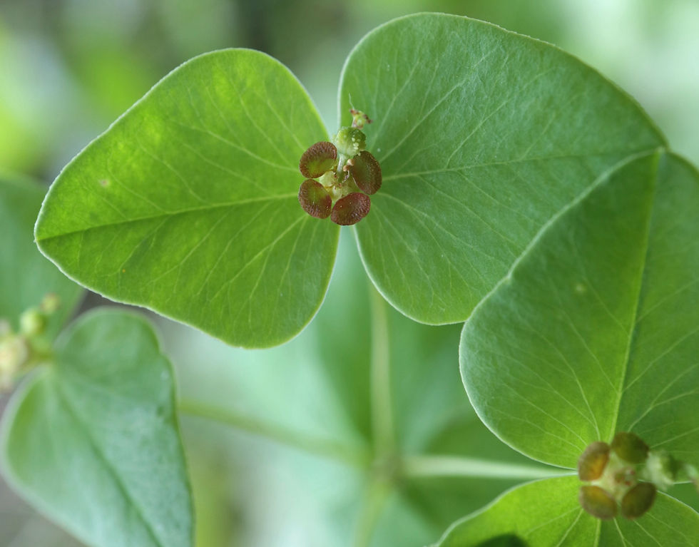 Euphorbia dulcis