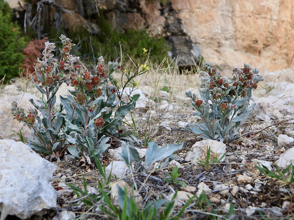Pardoglossum cheirifolium