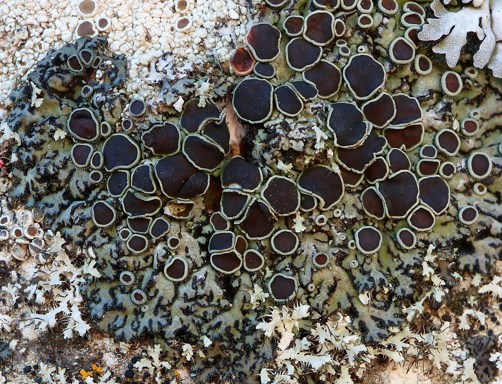 Phaeophyscia ciliata Fraxinus