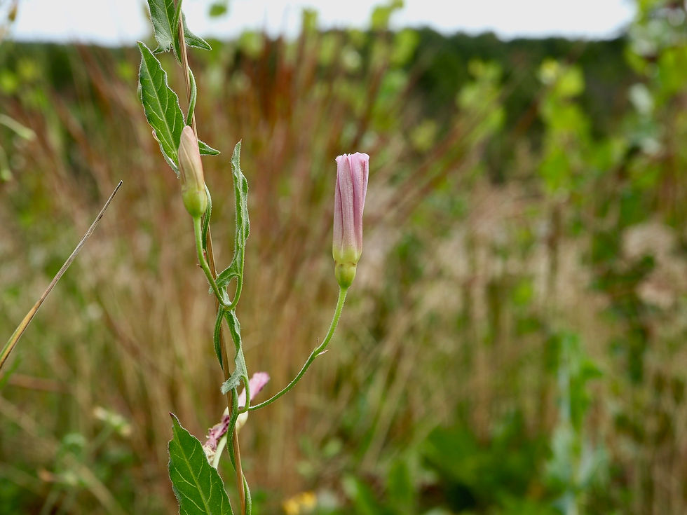 Convolvulus arvensis