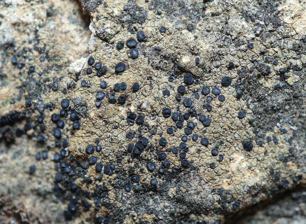 Pyrenodesmia helygeoides