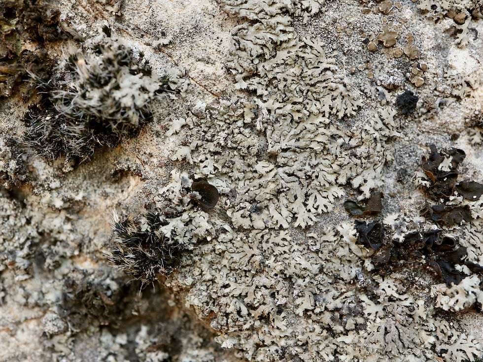 Phaeophyscia hirsuta