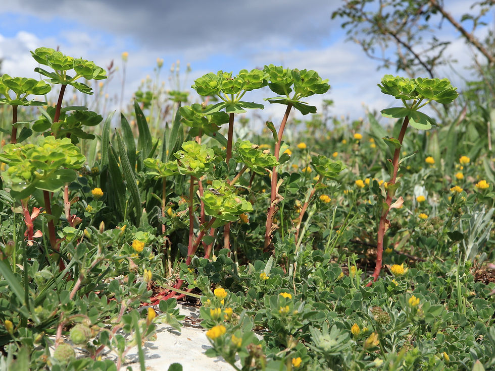 Euphorbia helioscopia