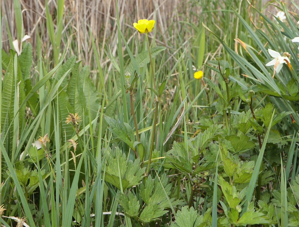 Ranunculus repens