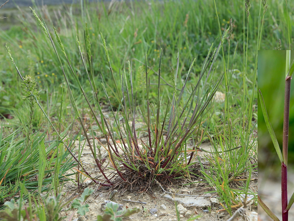 Poa pratensis subsp. anceps