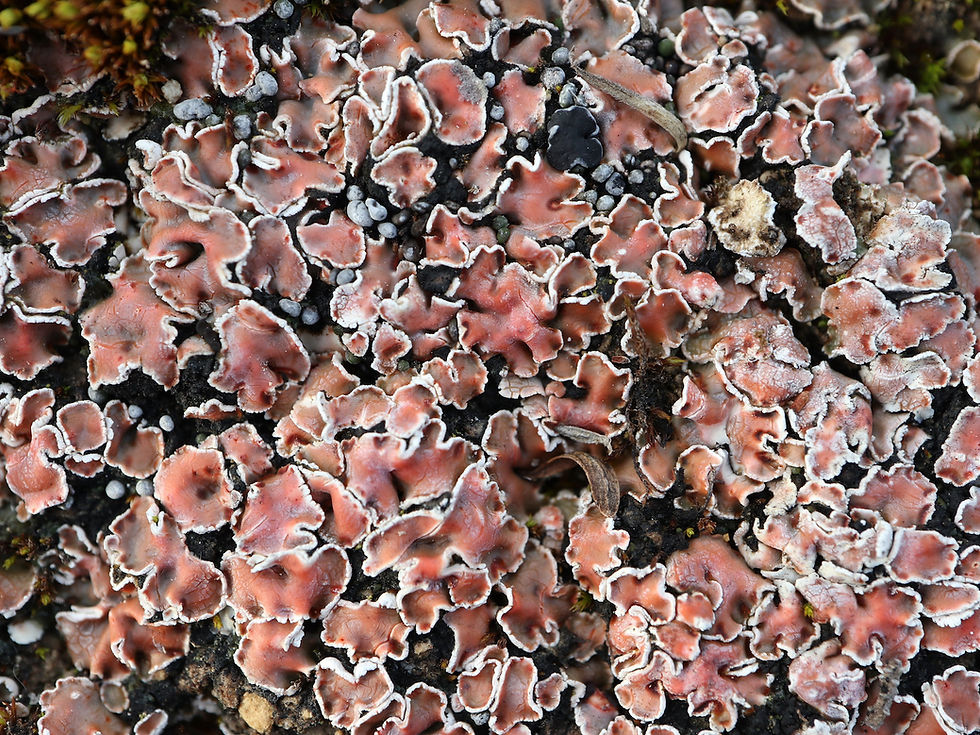 Psora decipiens