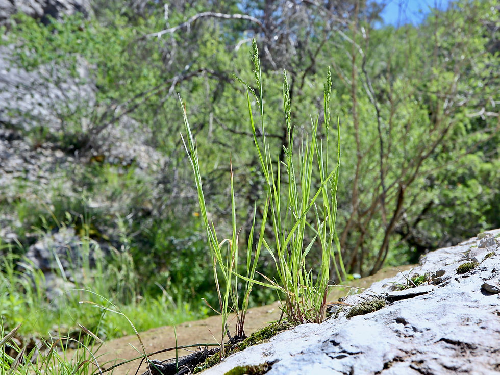 Poa pratensis subsp. anceps