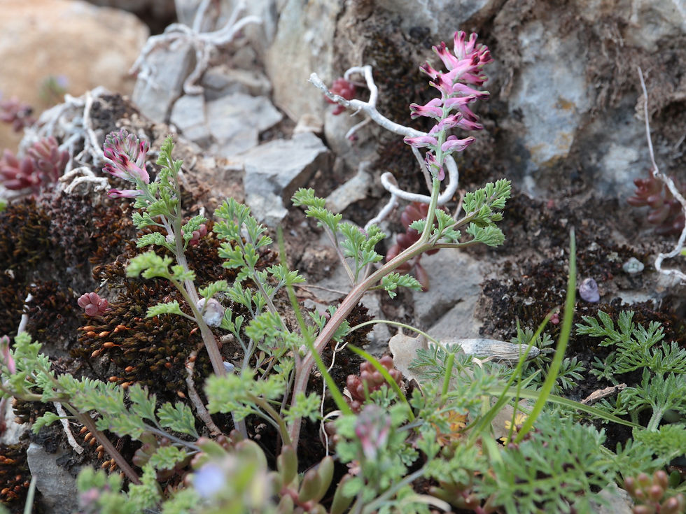 Fumaria gaillardotii