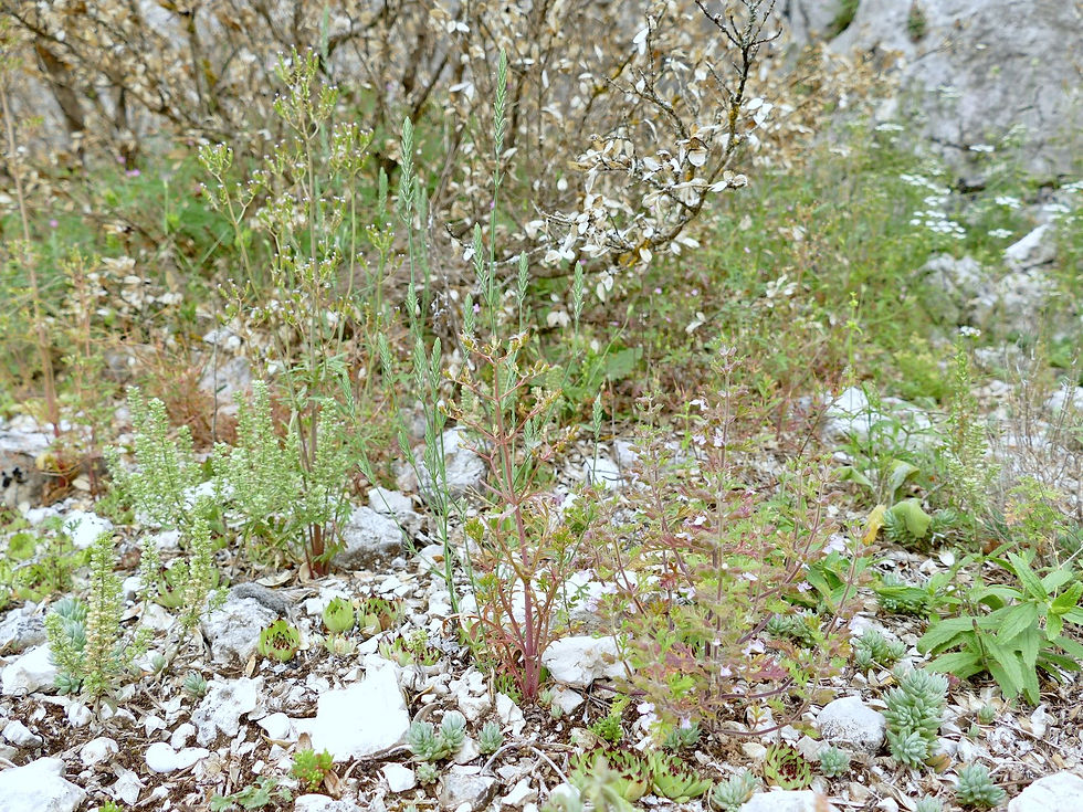 Crucianella angustifolia