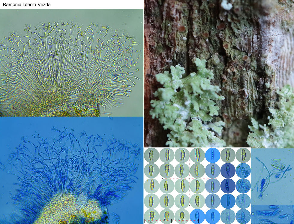 Ramonia luteola Pinus