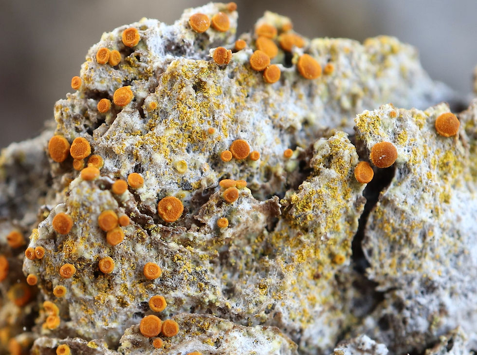 Polycauliona phlogina Pinus colombier copie