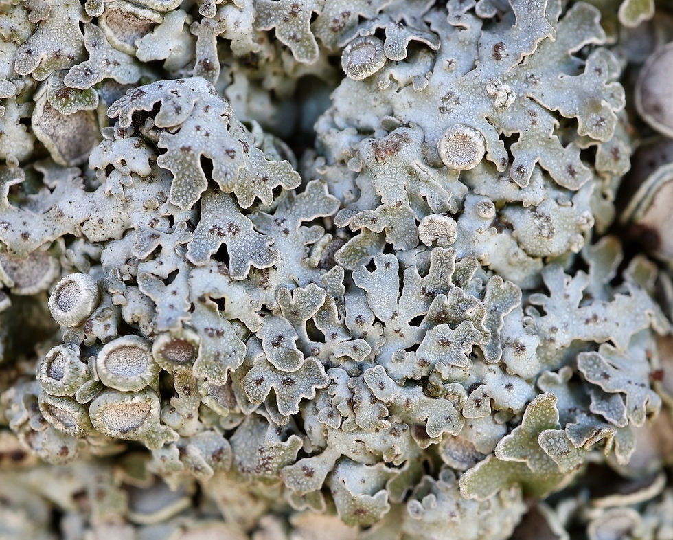 Physconia distorta var. subvenusta Tilia