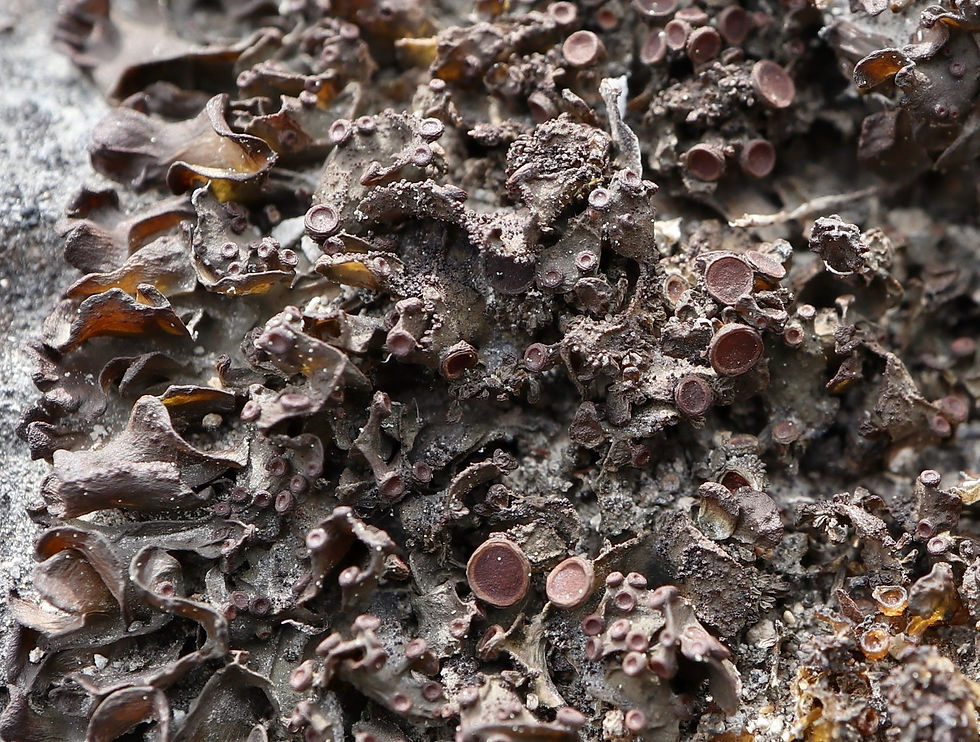 Scytinium plicatile