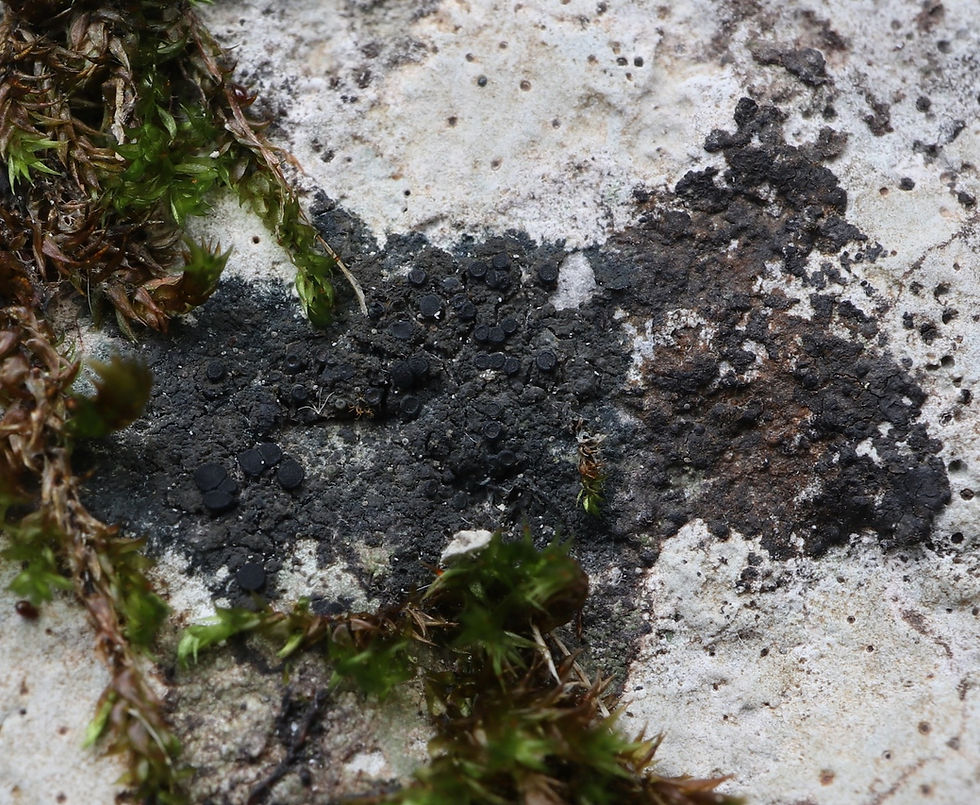 Placynthium anemoideum / tantaleum