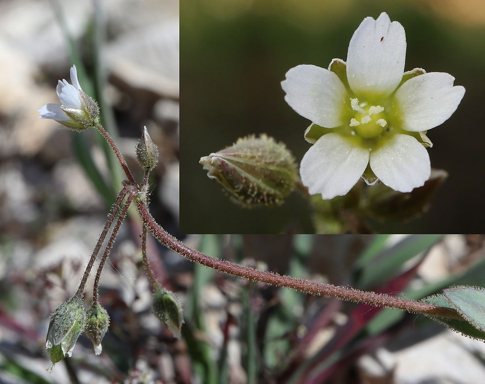 Holosteum breistrofferi