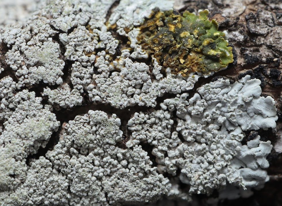 Physcia clementei Buxus