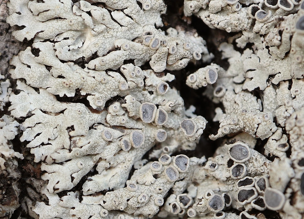 Physcia aipolia Tilia