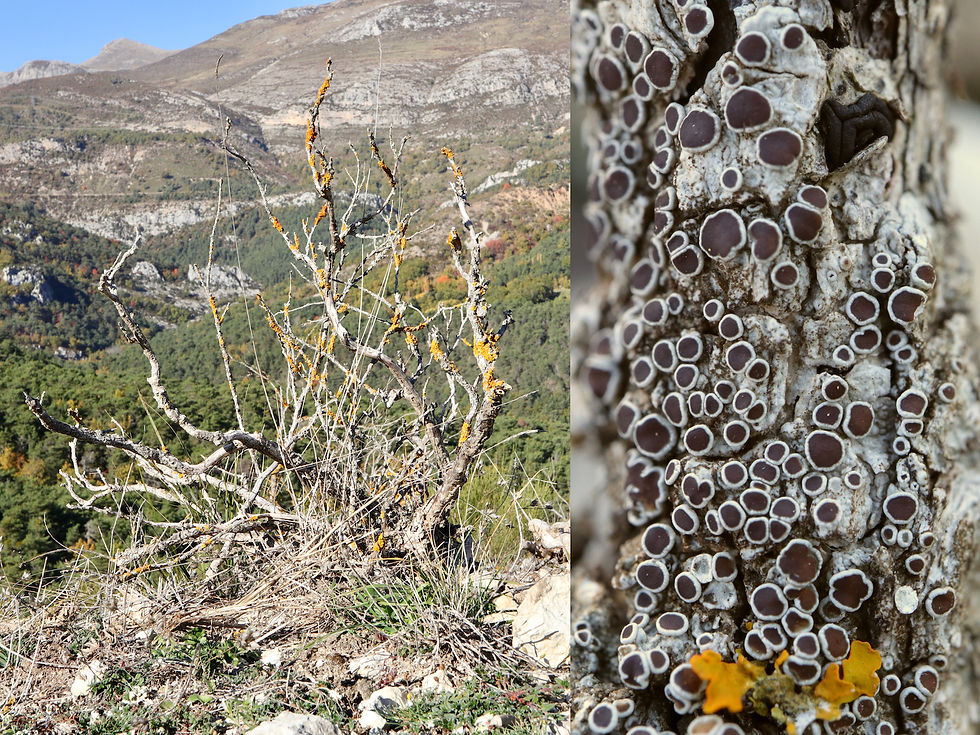 Lecanora horiza lignicole Buxus
