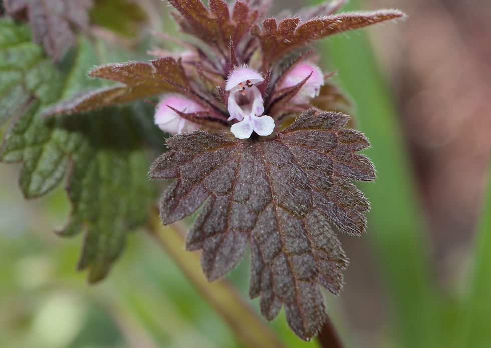 Lamium hybridum
