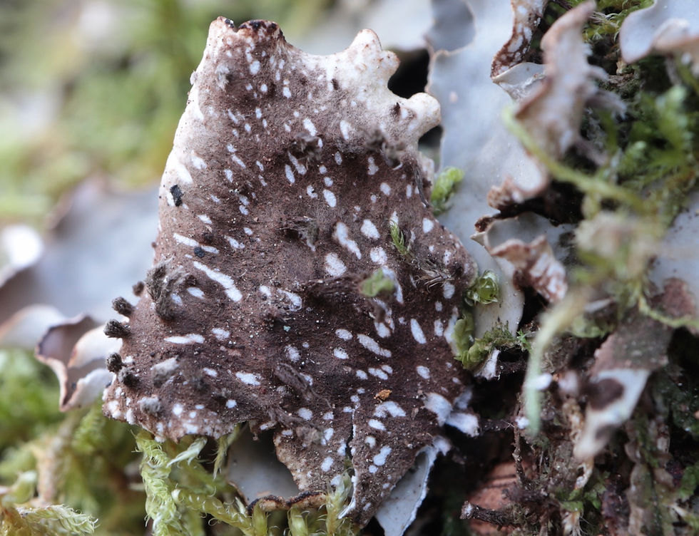 Peltigera horizontalis