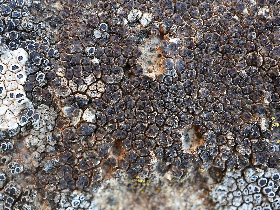 Acarospora badiofusca