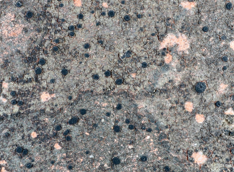 Catillaria chalybeia sur tuiles