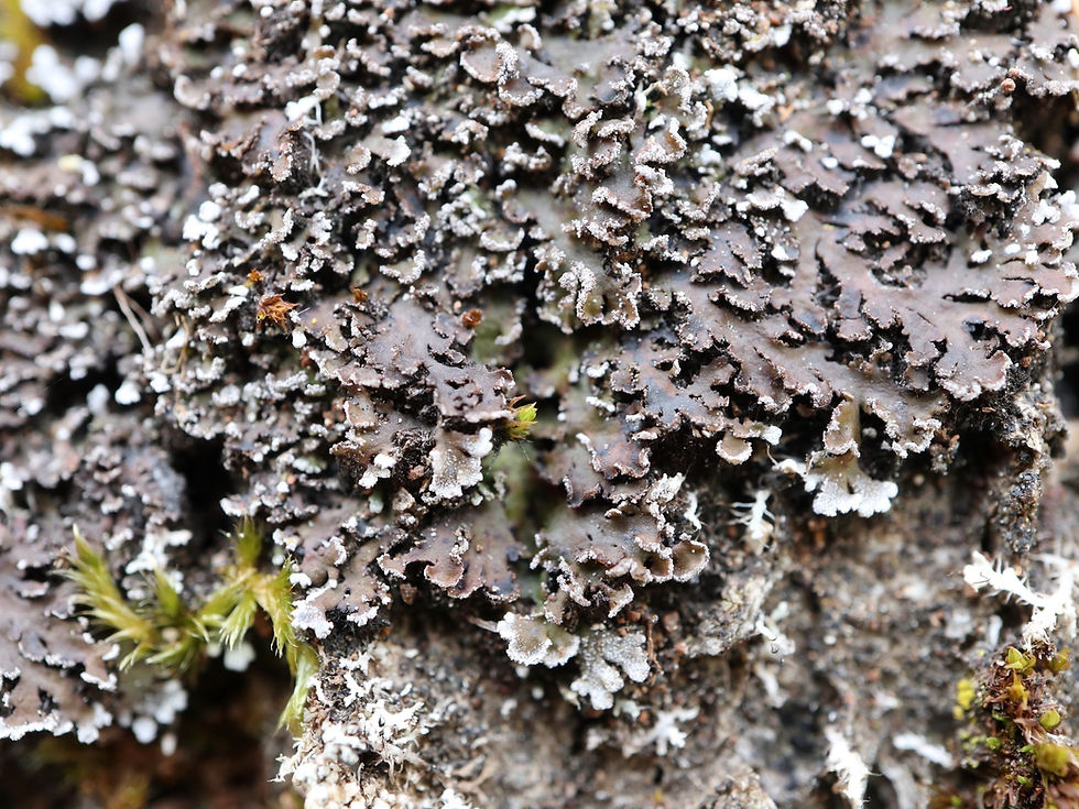 Physconia perisidiosa Quercus