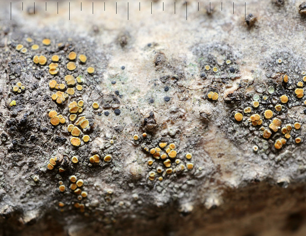 Athallia pyracea Arthonia patellulata
