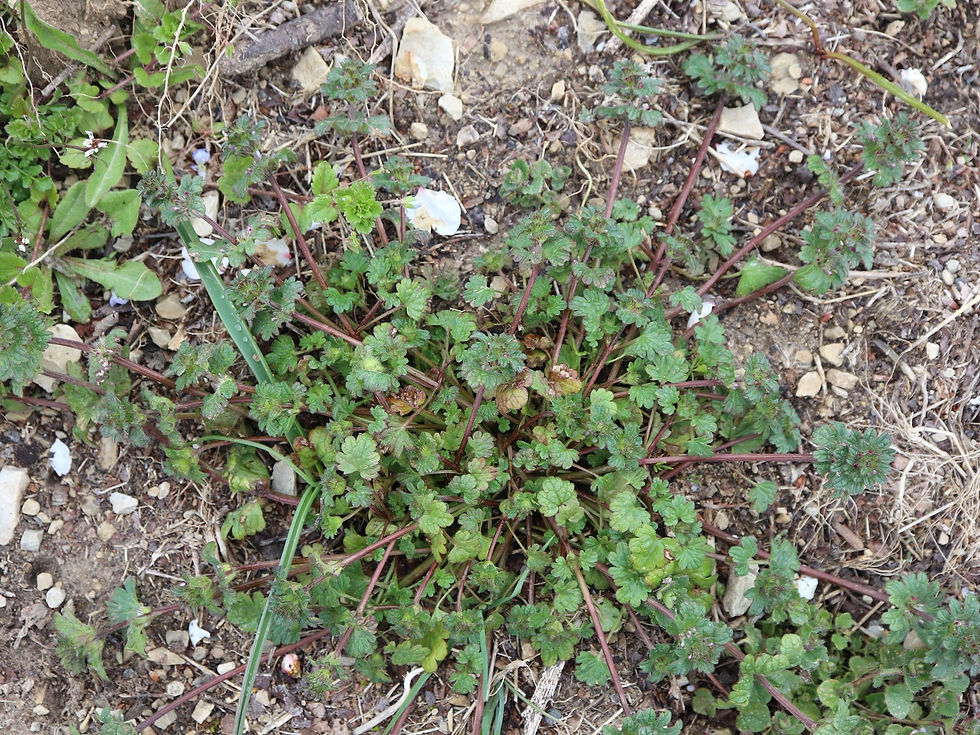 Lamium amplexicaule