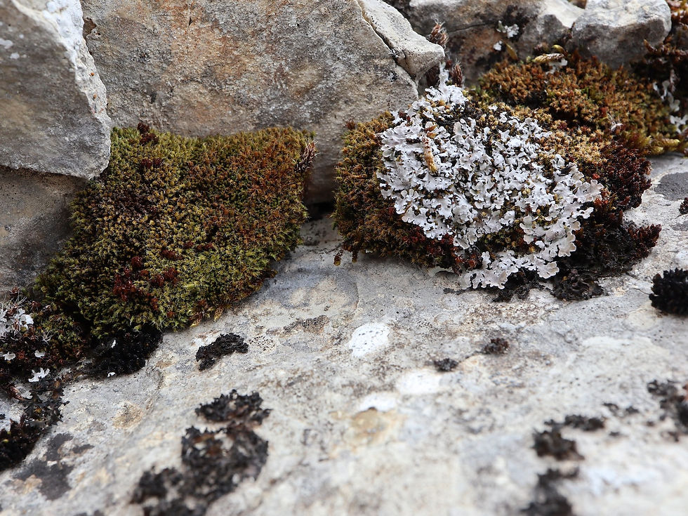 Physconia muscigena