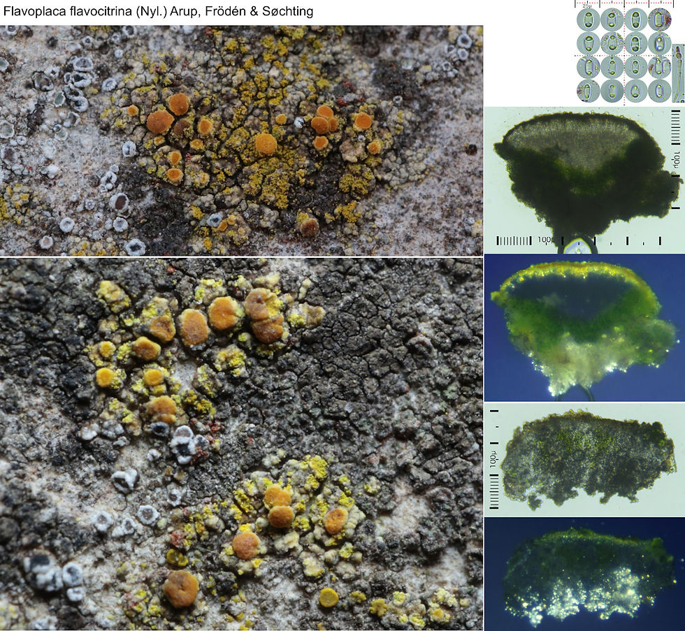 Flavoplaca flavocitrina