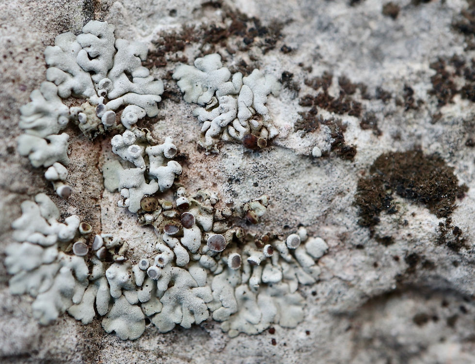 Solenopsora cesatii
