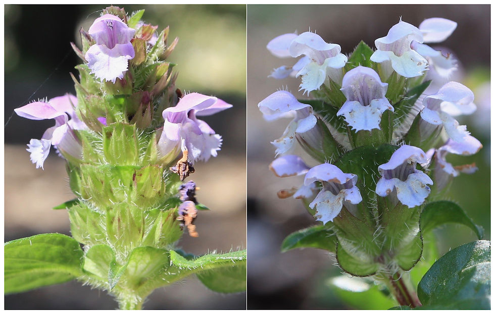 Prunella vulgaris