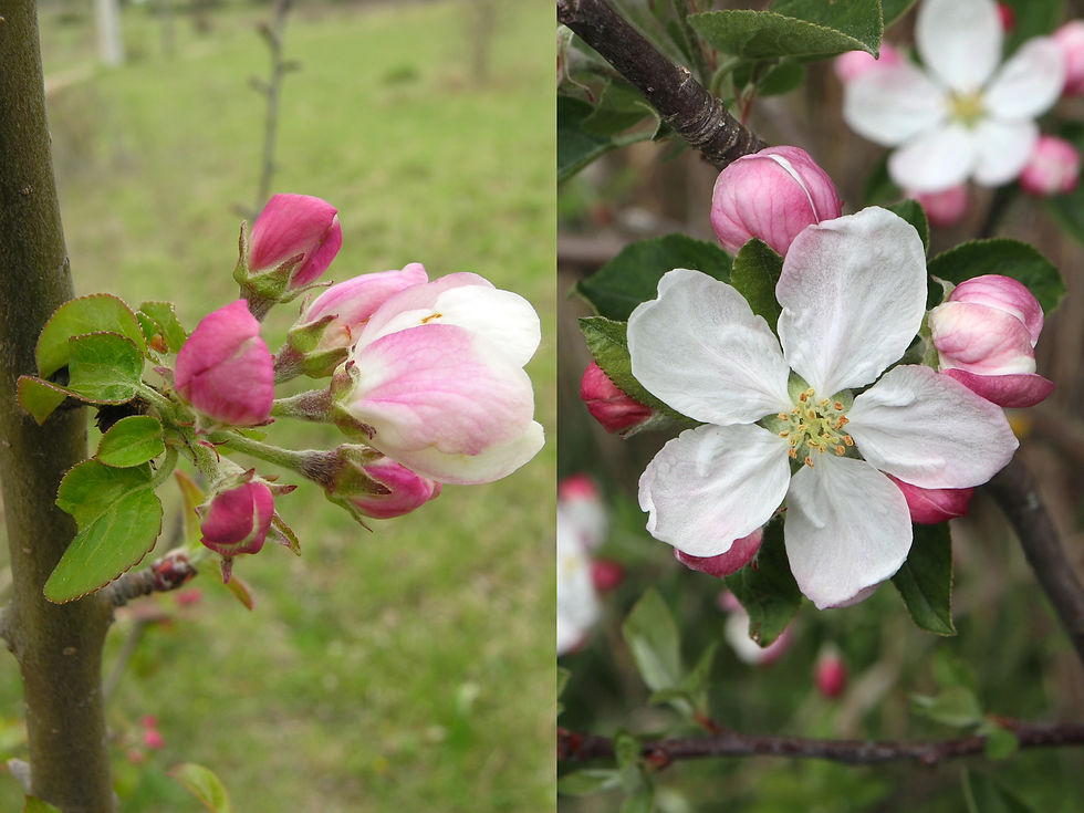 Malus spontané