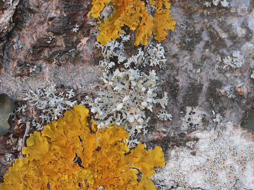 Physcia ascendens Aesculus